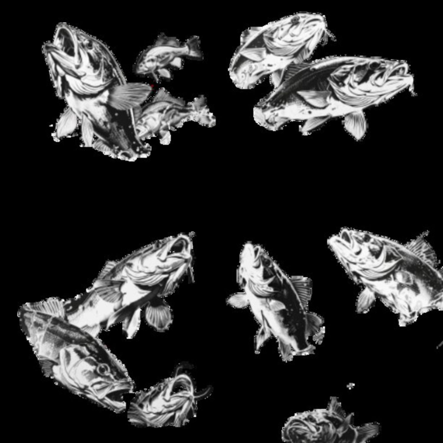 Bass Fish Selection 8
