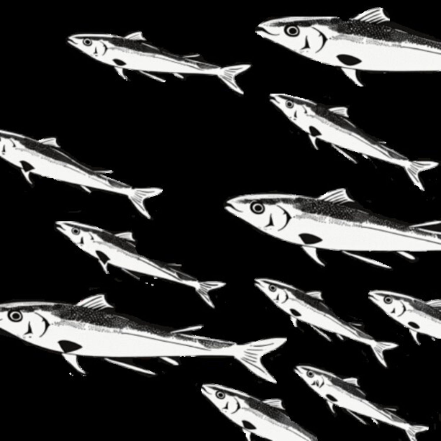 Mullet Fish 42