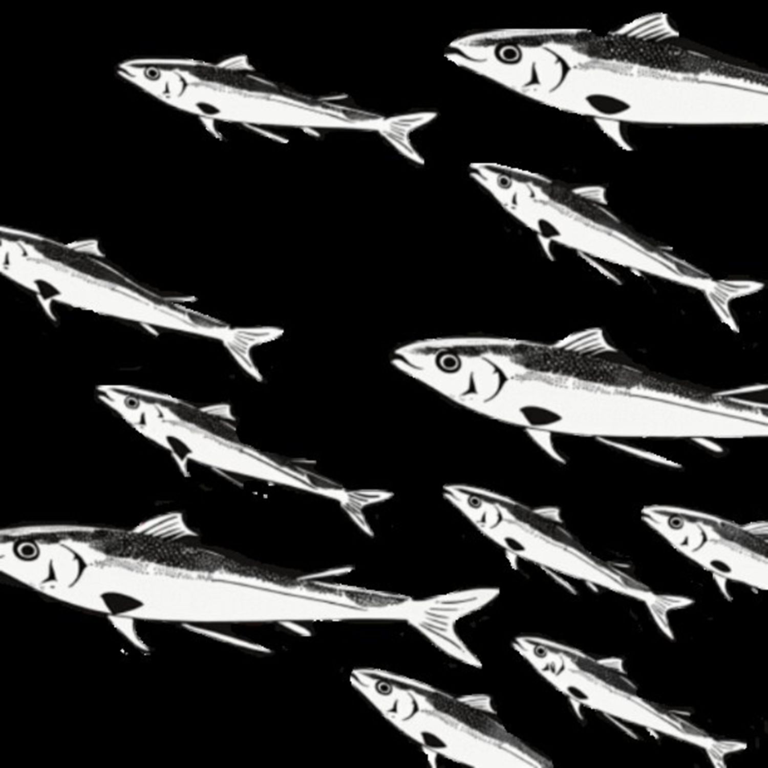Mullet Fish 42