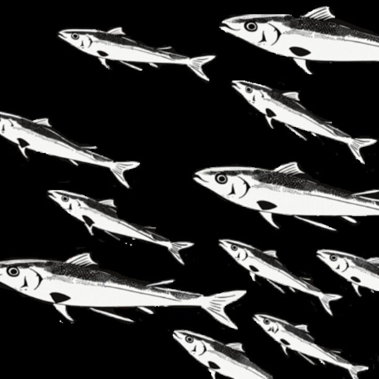 Mullet Fish 42
