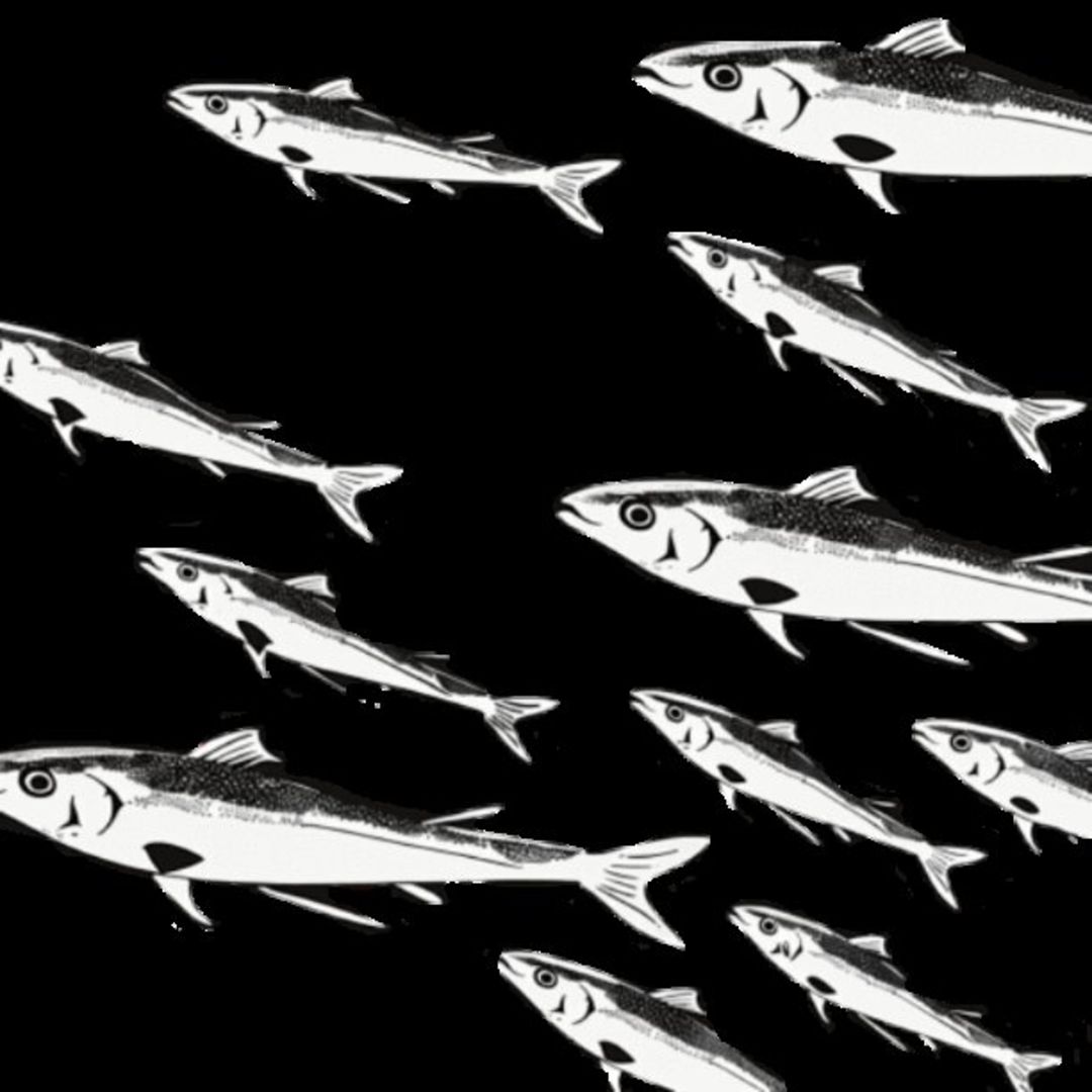 Mullet Fish 42