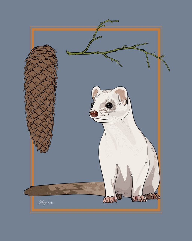 Stoat with Pine Cone