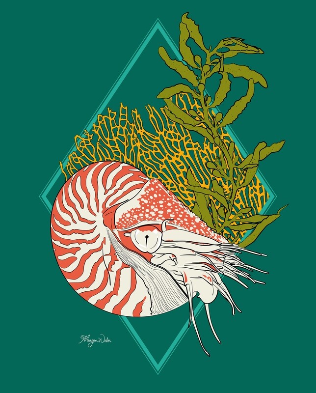 Nautilus | Subergorgia | Sargassum