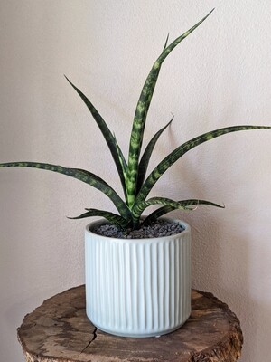 Mother-in-law's Tongue Snake Plant 00253