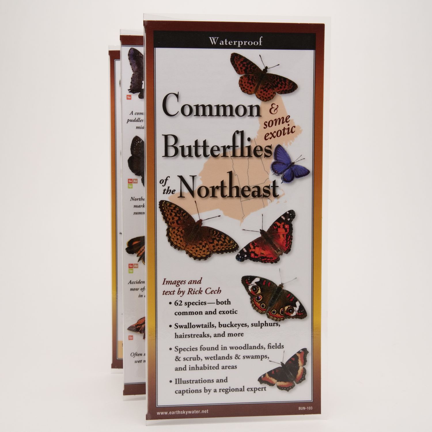 Common Butterflies Of The Northeast Common Butterflies Of The Northeast