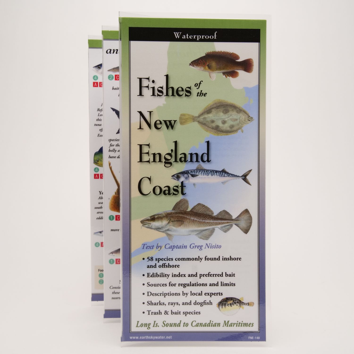 Fishes Of The New England Coast