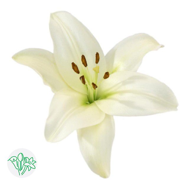 Oriental Lily Zambesi