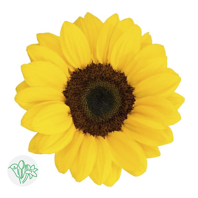 Sunflower Vincent Choice 60cm