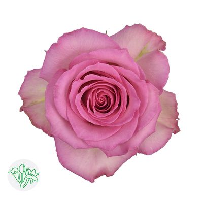 Rose - Sweet Unique 50cm