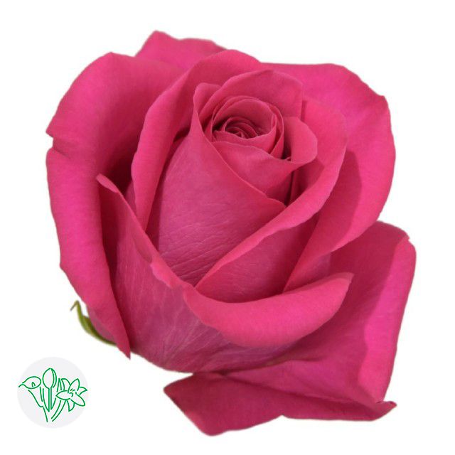 Rose - Topaz 50cm