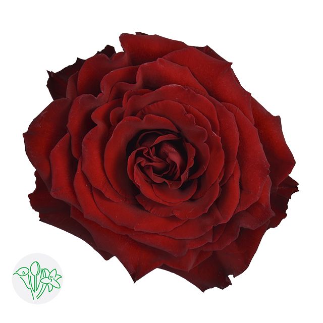 Rose - Born Free 50cm