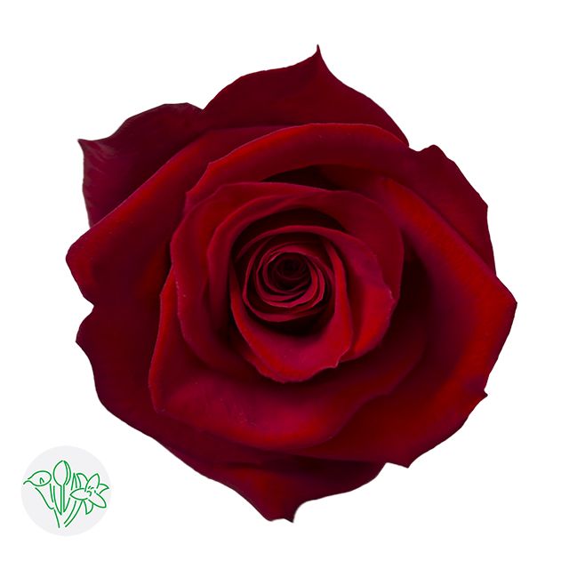 Rose - Freedom 40cm