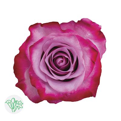 Rose - Deep Purple 50cm