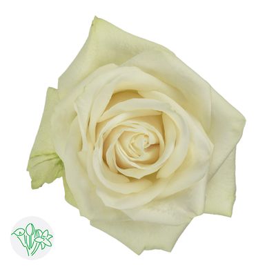 Rose - Vendela 50cm