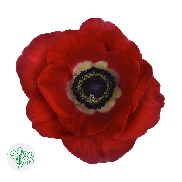 Anemone 35cm Red