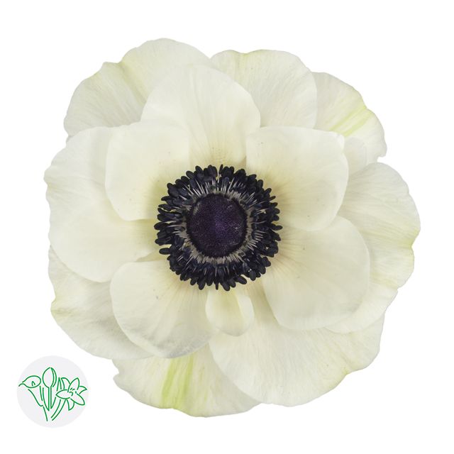 Anemone 35cm White