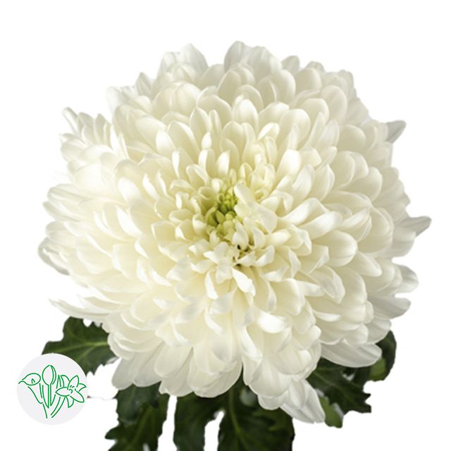 Cremon 70cm White