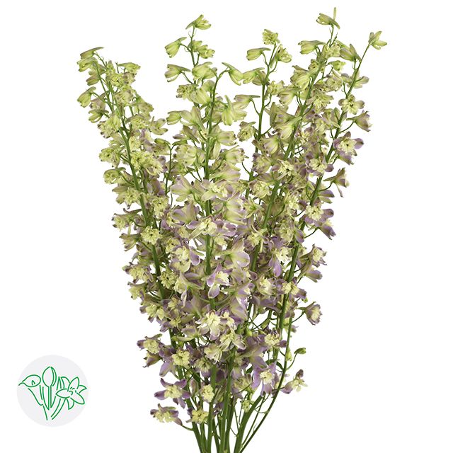 Delphinium 60cm Trick Pink