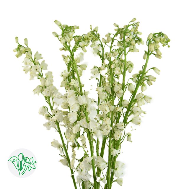 Delphinium 70cm Triton White