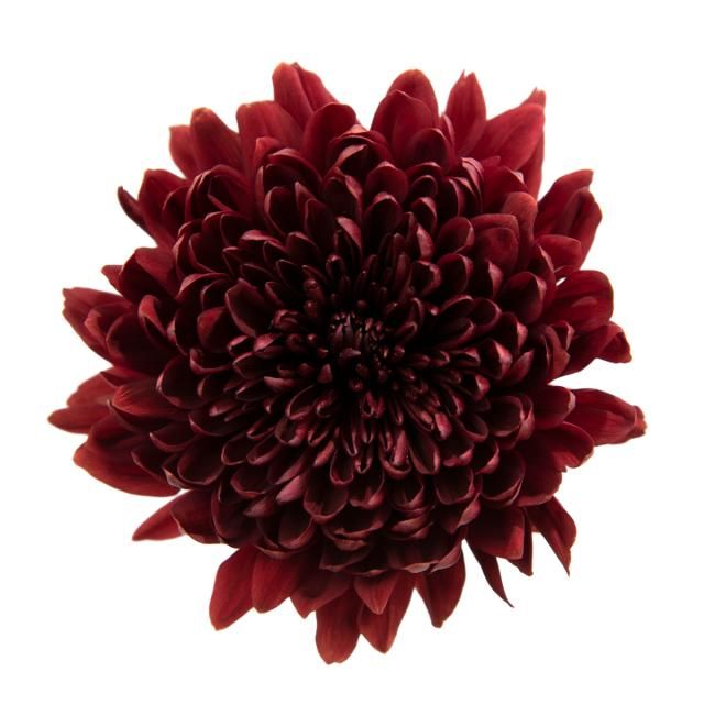 Cremon 70cm Red