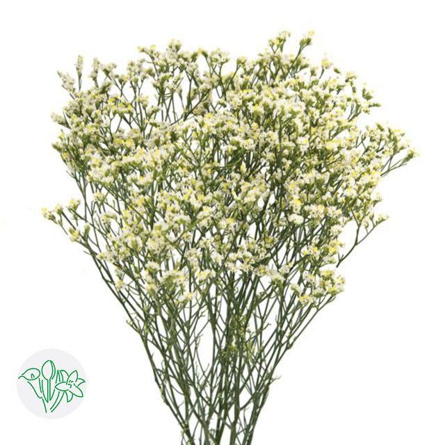 Limonium Pina Colada 70cm