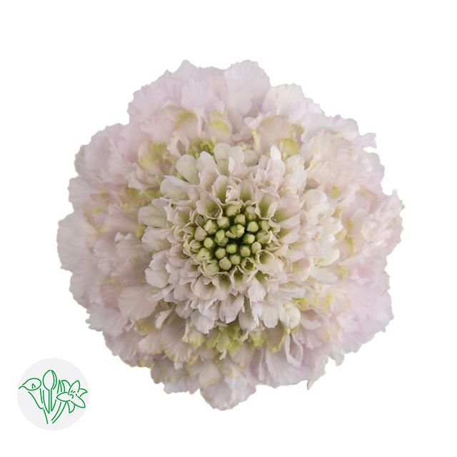 Scabiosa 60cm Assorted