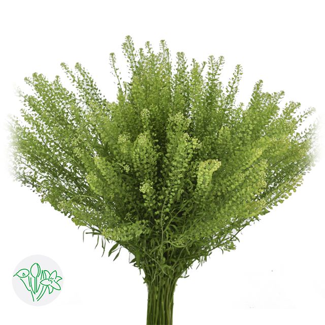 Lepidium Green Dragon 60cm