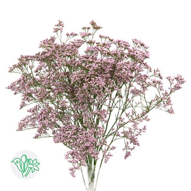 Limonium Oshi Pink 70cm