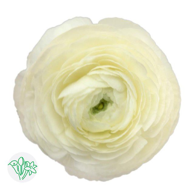 Ranunculus 40cm- White