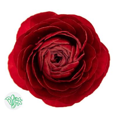 Ranunculus 40cm- Red