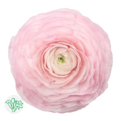 Ranunculus 35cm- Pink