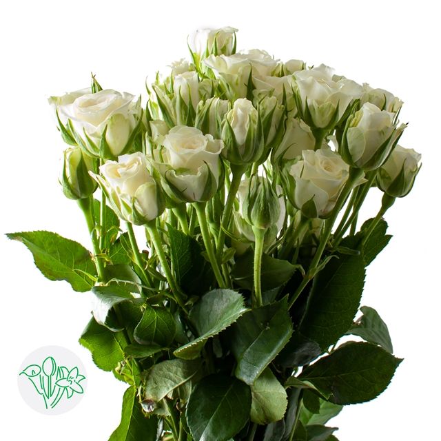 Spray Rose 40cm- White Majolika