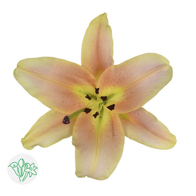Oriental Lily Peach 70cm