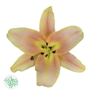 Oriental Lily Peach 70cm