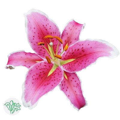 Oriental Lily- Sorbonne (1 Bloom per stem)