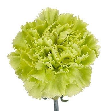 Large Carnation 60cm -Marty