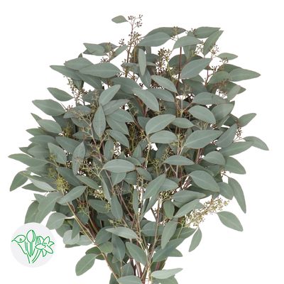 Eucalyptus Populifolia Berry 50cm 200g