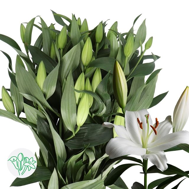 Oriental Lily Zambesi- White 70cm 3+