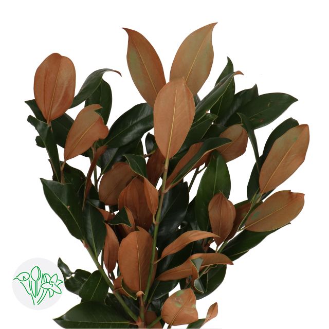 Magnolia Leaf 70cm 200g