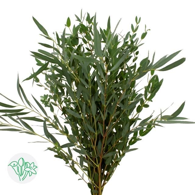 Eucalyptus Parvifolia 70cm 150g