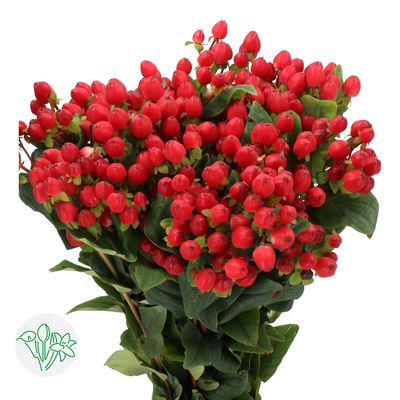 Hypericum 60cm -Red