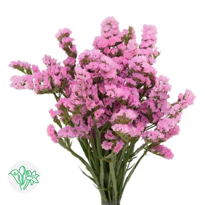 Statice 60cm -Pink
