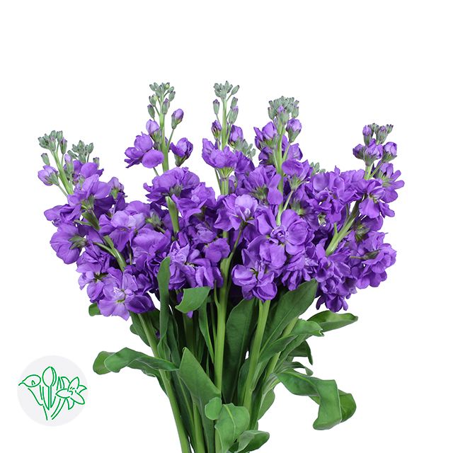 Stock 70cm- Purple