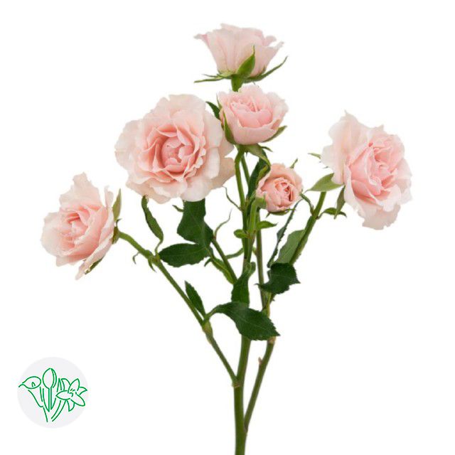 Spray Rose 50cm- Pink Majolika