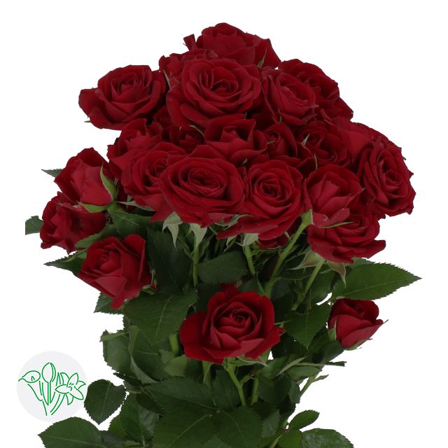 Spray Rose 50cm- Red