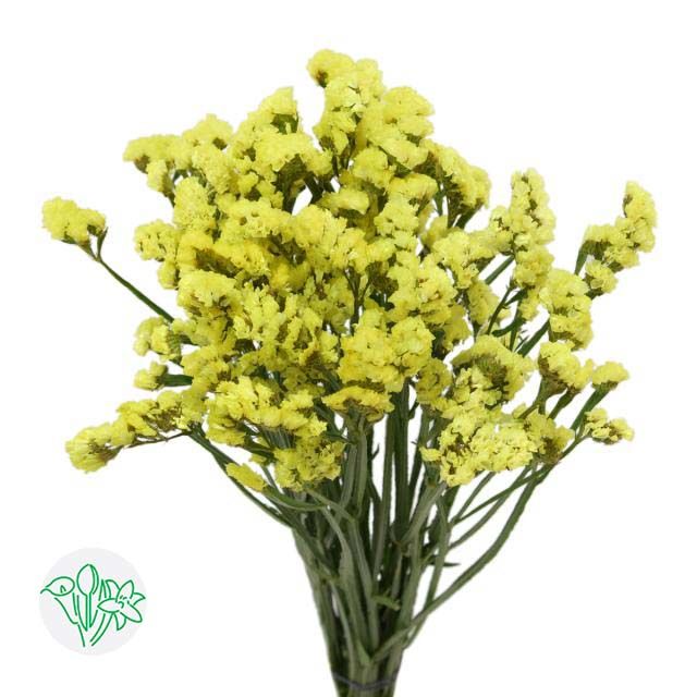 Statice 60cm -Yellow
