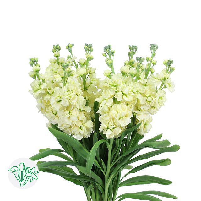 Stock 70cm- Yellow