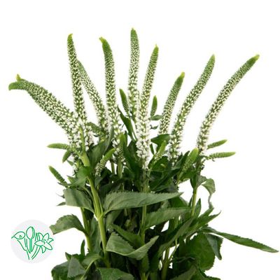 Veronica 50cm - White