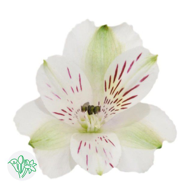 Alstroemeria 70cm- White