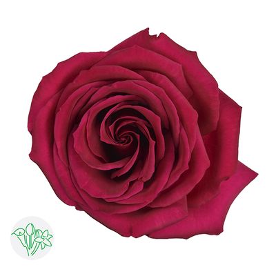 Rose - VIPink 50cm